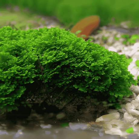 Moss Live Plant | Pelia Moss