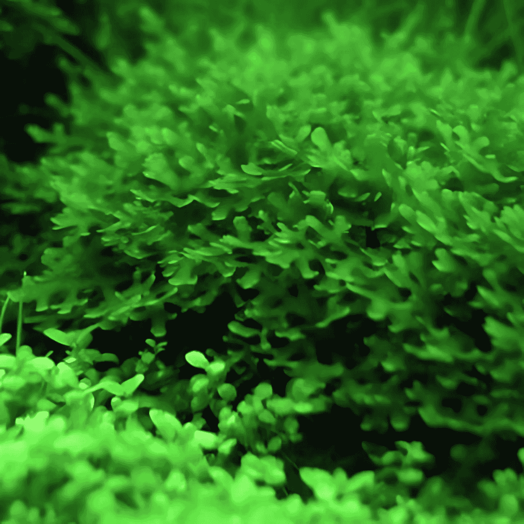 Moss Live Plant | Pelia Moss