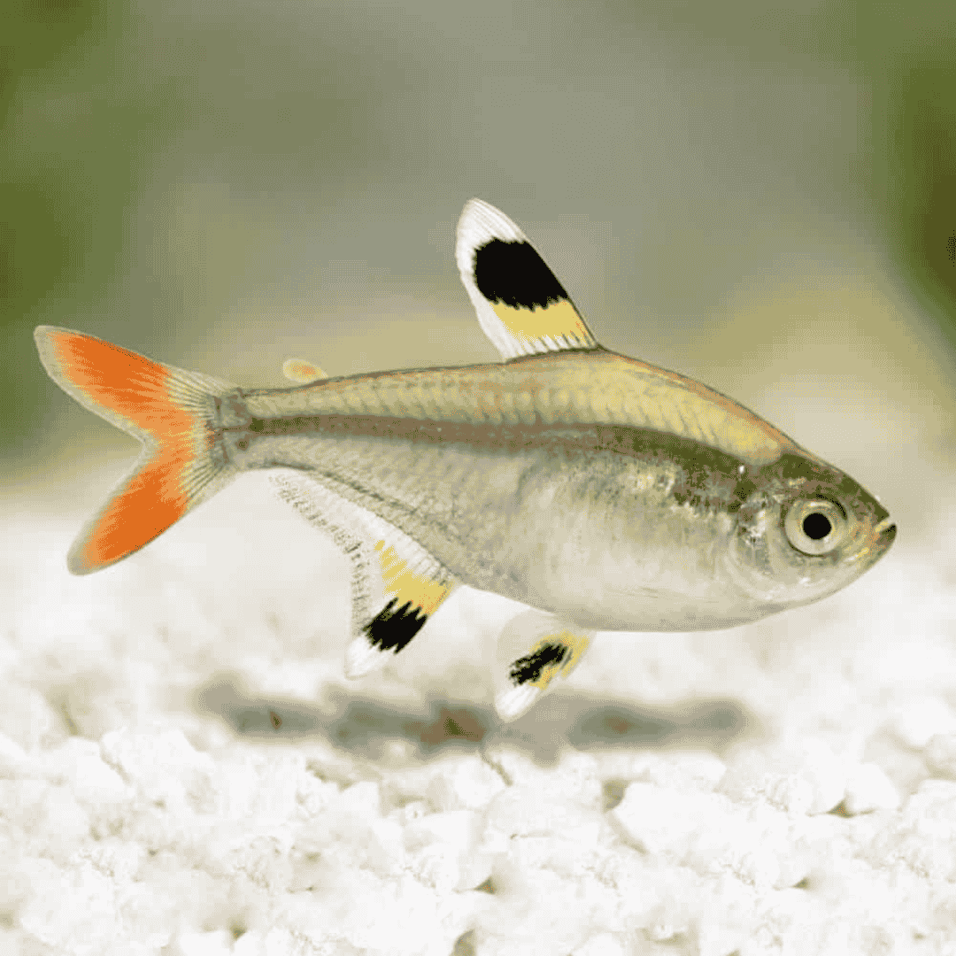 Pristella Tetra | Planted Tank Fish | Single