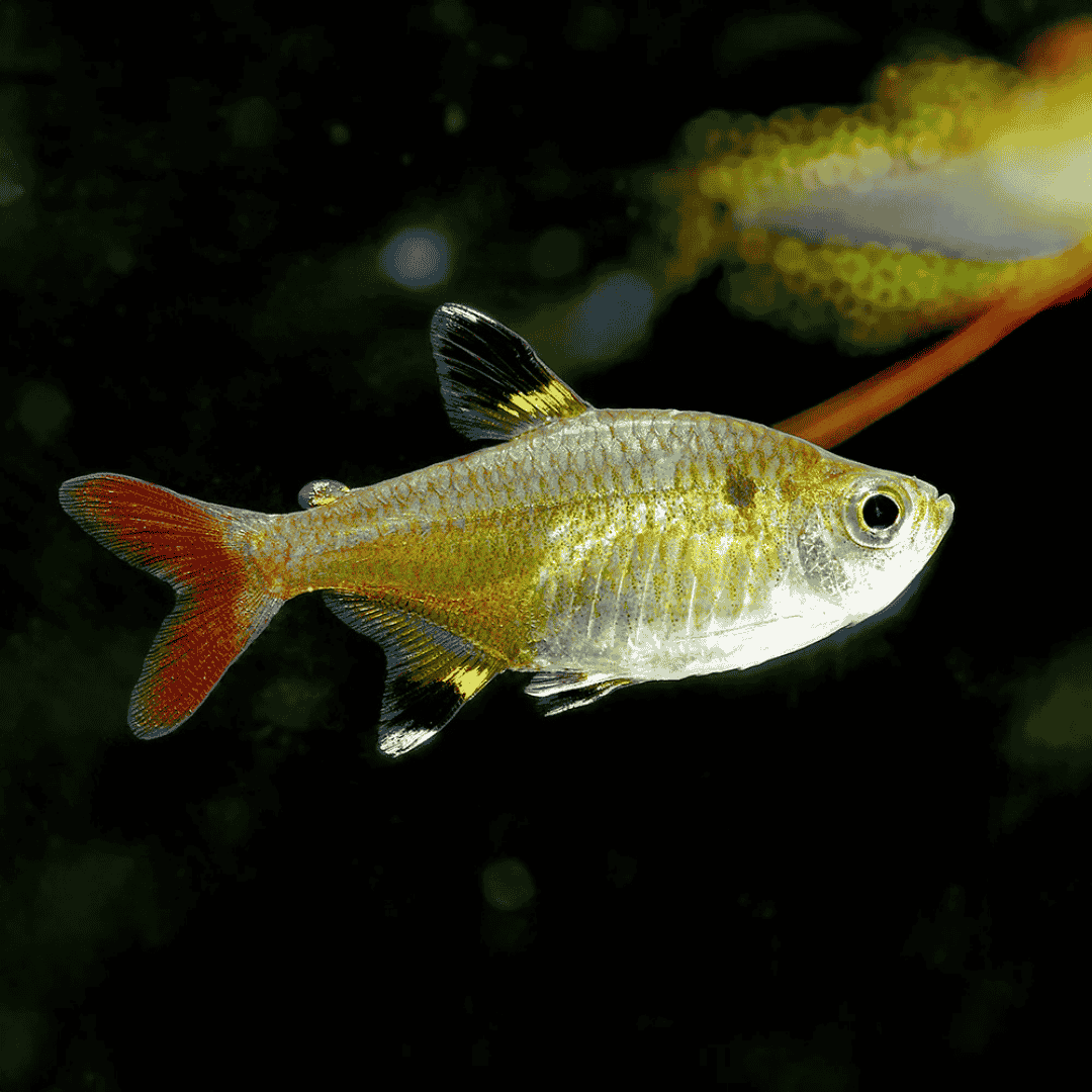 Pristella Tetra | Planted Tank Fish | Single