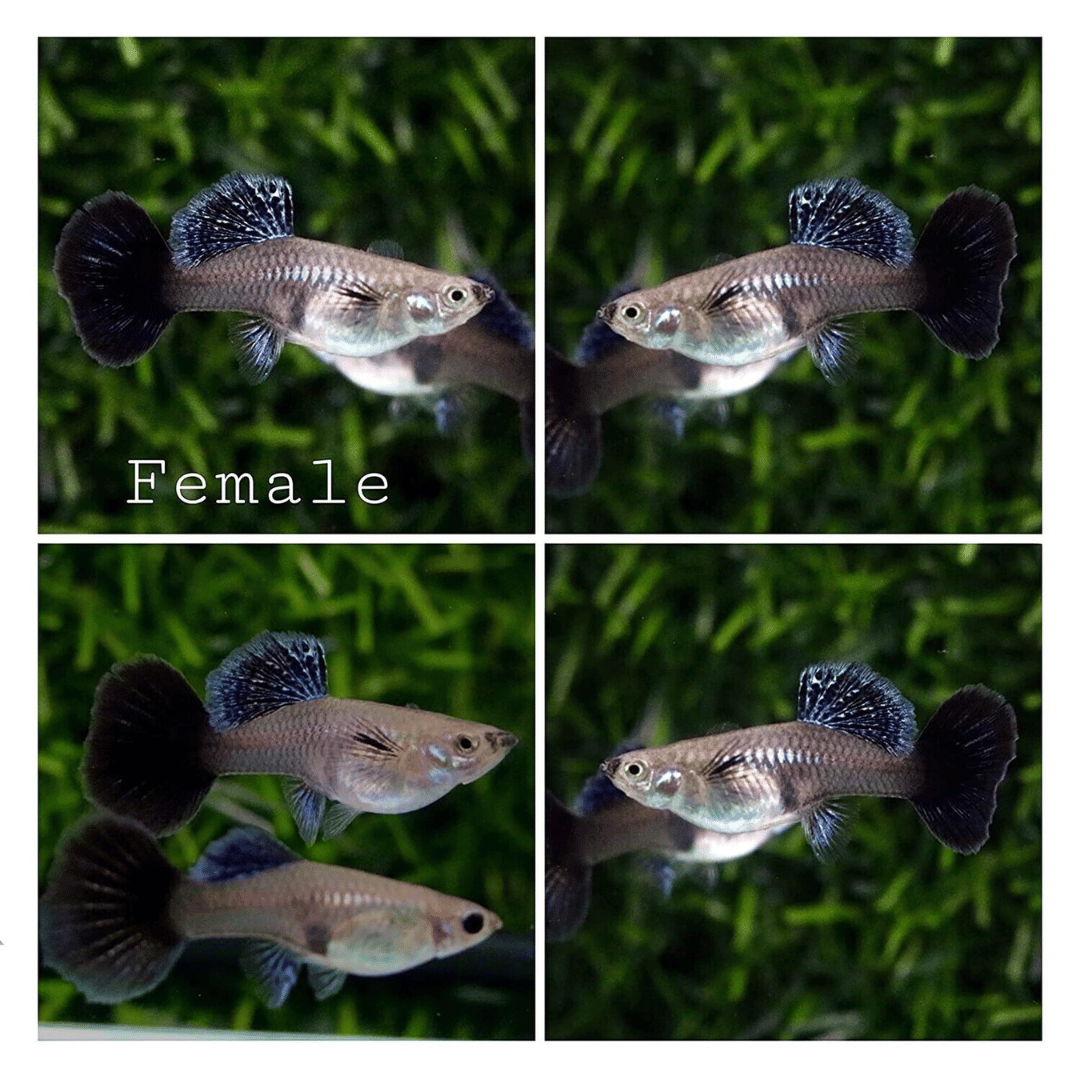 Guppy Purple Berry Dragon | Male & Female