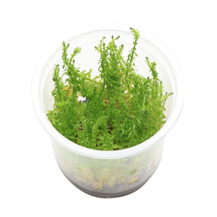 ADA IC392 Rotala Sp Bangladesh | TC Live Plant