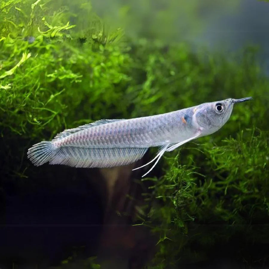 Silver Arowana (7-8 Inches) | Single