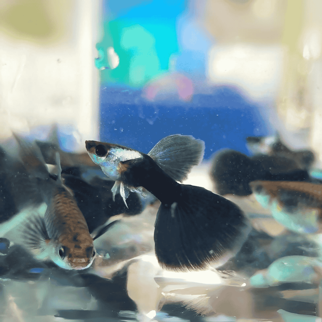 Guppy Silvarado Dark-night | Male & Female