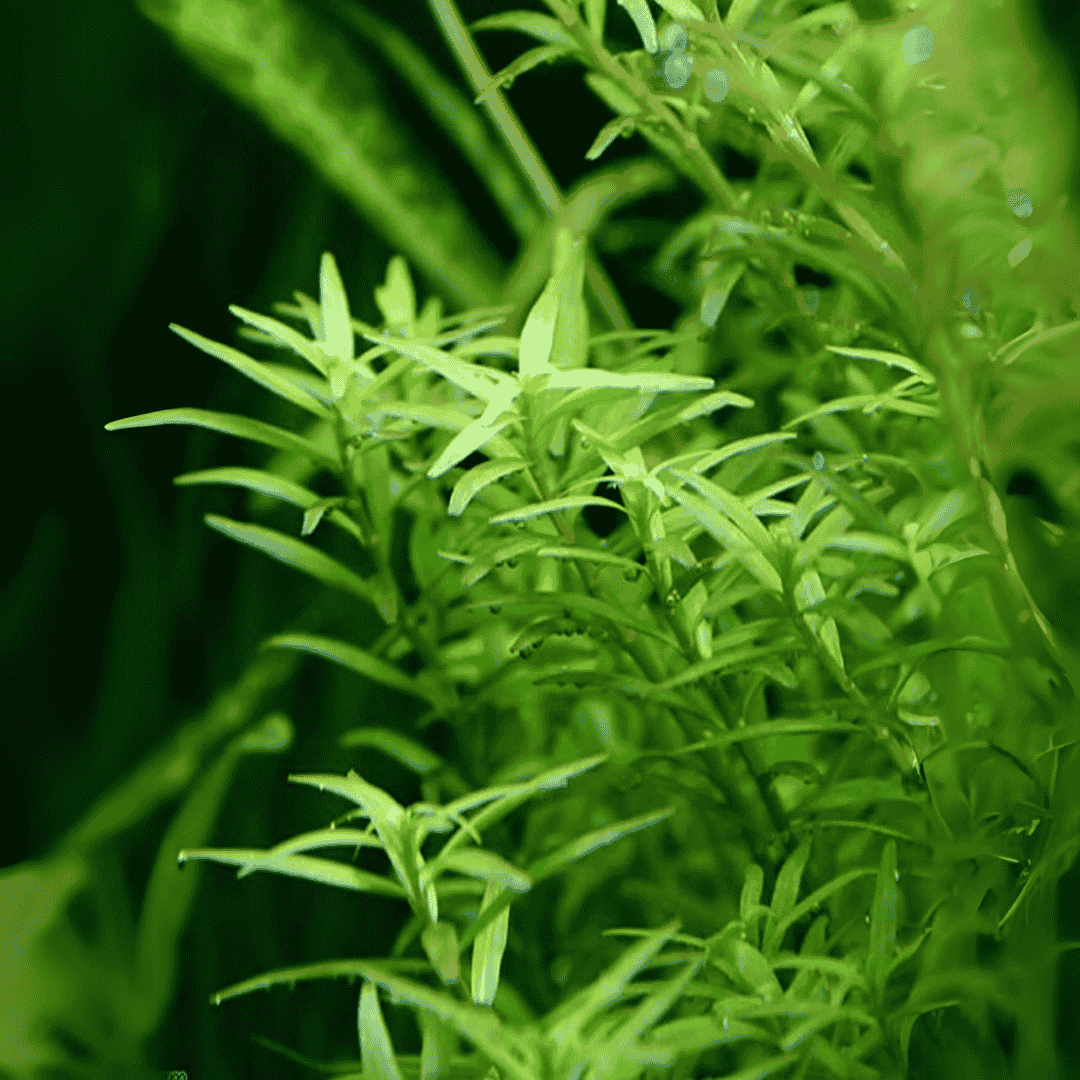 Sreepadma C113 Rotala Rotundifolia Assam | TC Live Plant