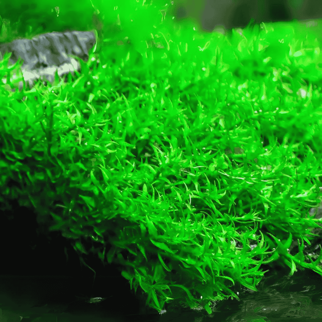 Sreepadma C121 Gratiola viscidula | TC Live Plant