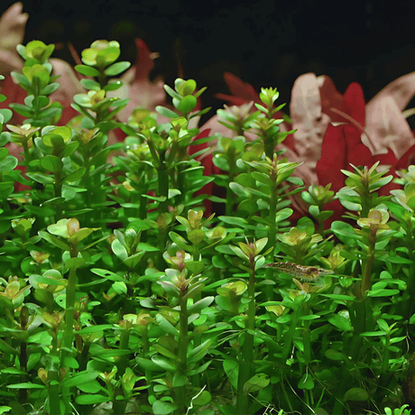 Sreepadma C5 Rotala Sp Bonsai | TC Live Plant