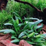 Sreepadma D75 Cryptocoryne Pygmi | TC Live Plant