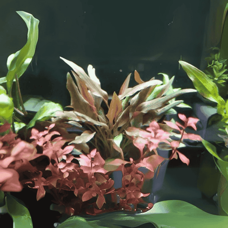 Sreepadma D80 Cryptocoryne beckettii| TC Live Plant