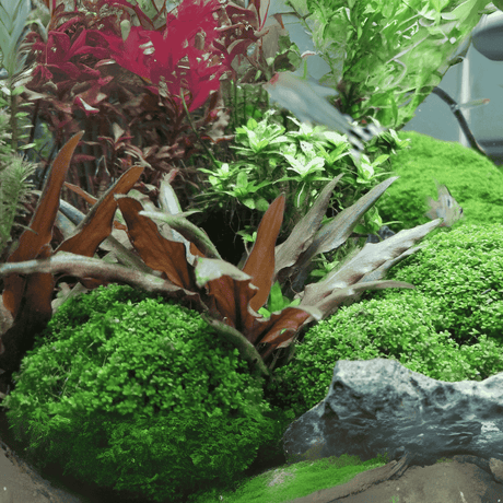 Cryptocoryne beckettii| TC Live Plant