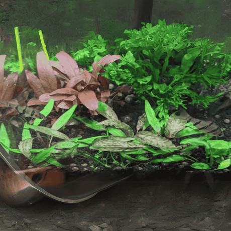 ADA Cryptocoryne Nurii | TC Live Plant