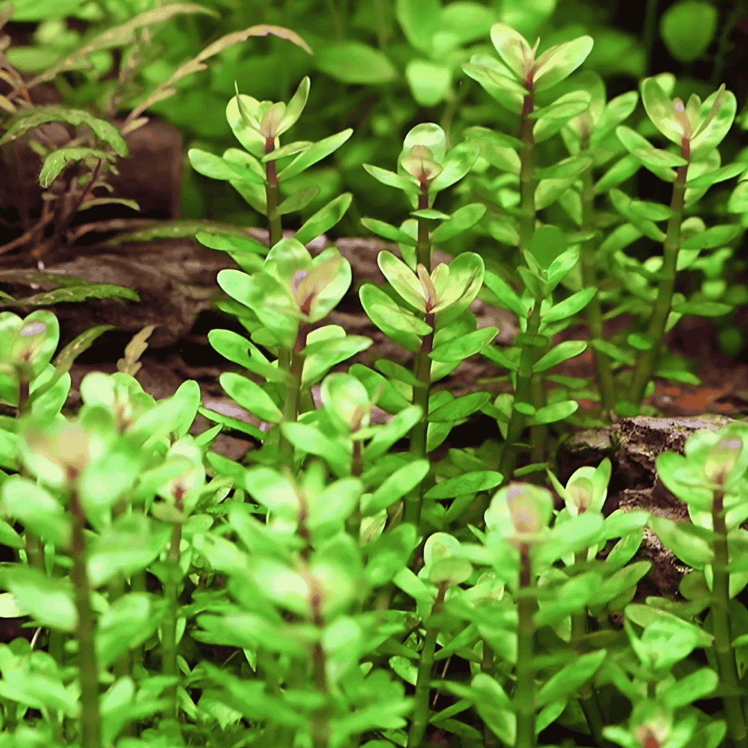 Sreepadma Rotala Sp Bonsai | TC Live Plant