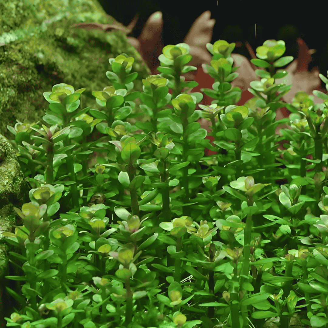 Sreepadma Rotala Sp Bonsai | TC Live Plant