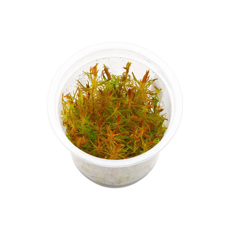 ADA IC025 Rotala Wallichii Vietnam | TC Live Plant