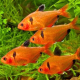 Serpae Tetra Veiltail Adult | Single