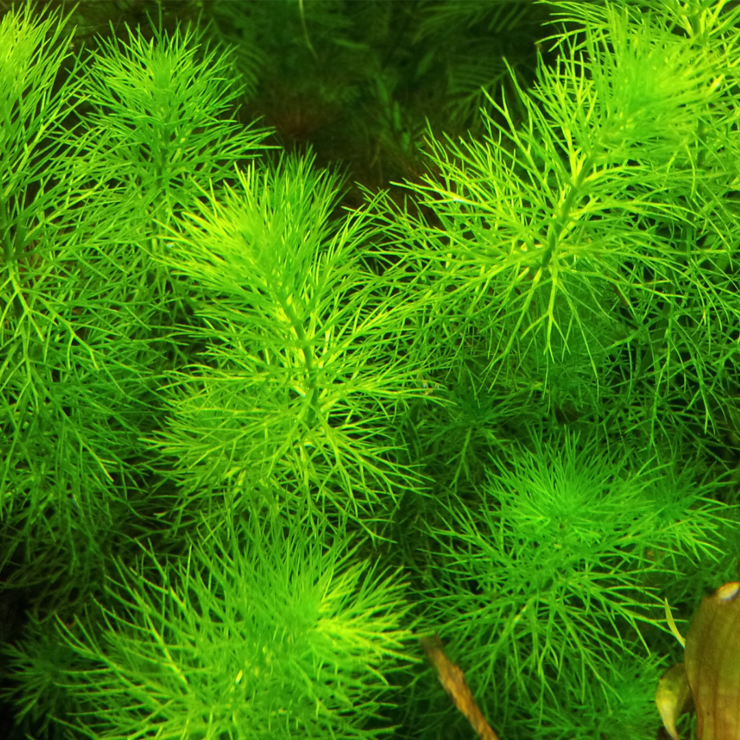 ADA IC452 Myriophylium sp ಮಿನಿ "ಗಯಾನಾ' TC ಲೈವ್ ಪ್ಲಾಂಟ್