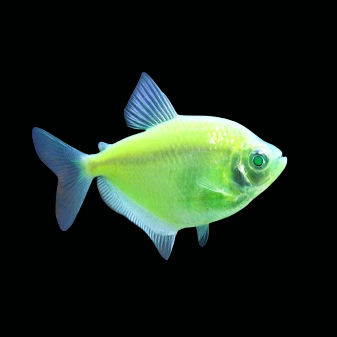 Widow Green Color Tetra | Single