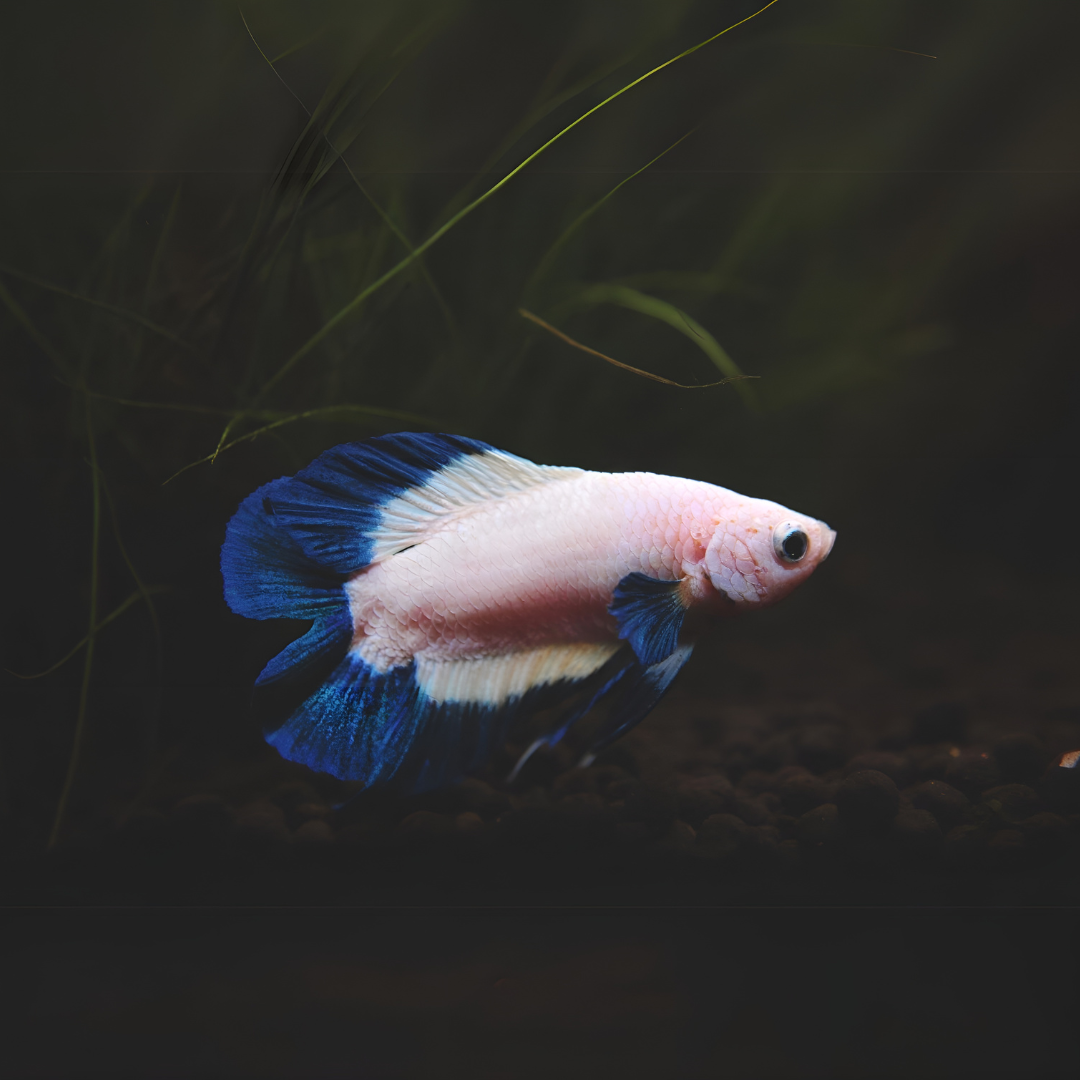 Betta Blue Rim | Male