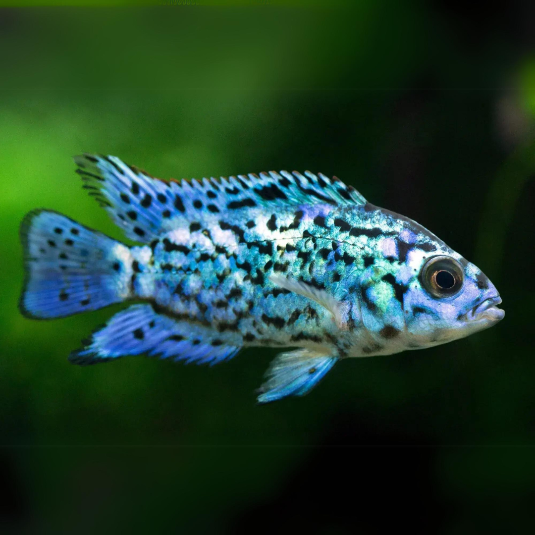 Electric Blue Jack Dempsey (2-3 Cms) | Single