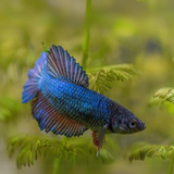 Female Betta Fish Adult | single