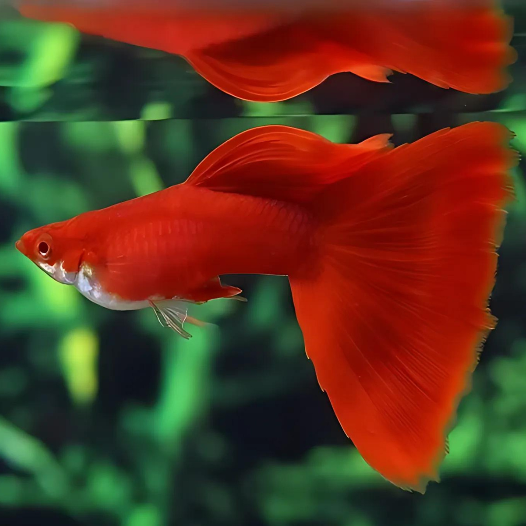 Guppy Albino Full Red | Male & Female