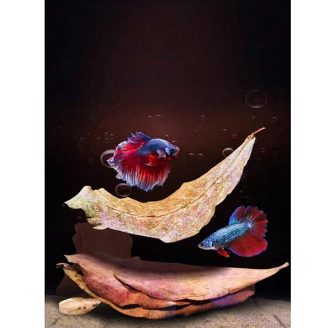 Almond Leaf For Betta Fish (Pack Of 5)