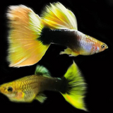 Guppy Yellow Taxi | Male & Female