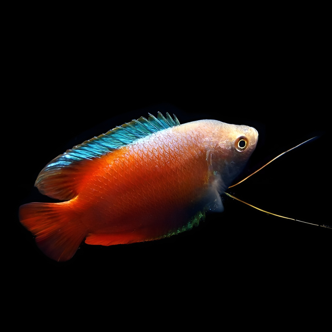 Neon Red Dwarf Gourami (4-5 cms) | Single