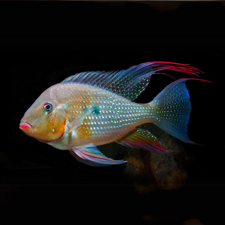 Geophagus Albino Heckelii (Buy 1 Get 1) (3-4 Cms)