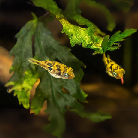 Dwarf Puffer | Pea Puffer (1-2 cms) | Single