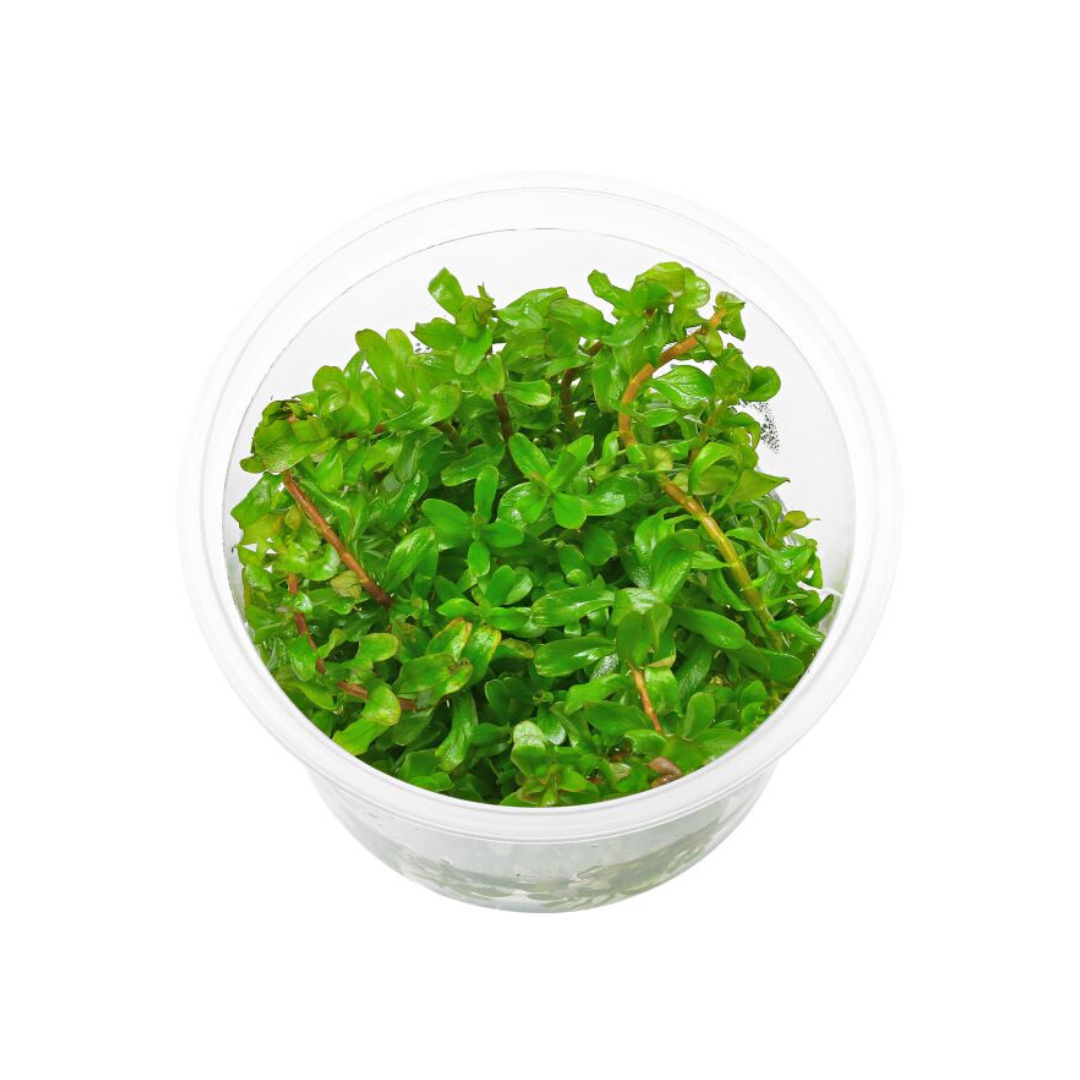 ADA IC011 Rotala Rotundifolia Green | TC Live Plant