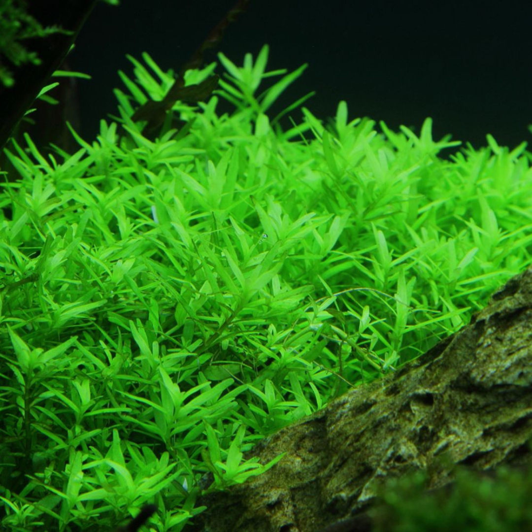 ADA IC011 Rotala Rotundifolia Green | TC Live Plant