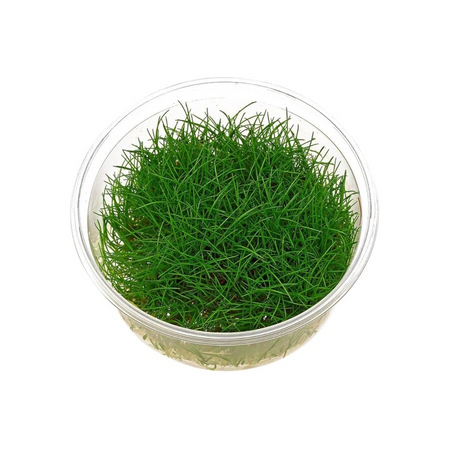 ADA IC027 Eleocharis Parvula | TC Live Plant