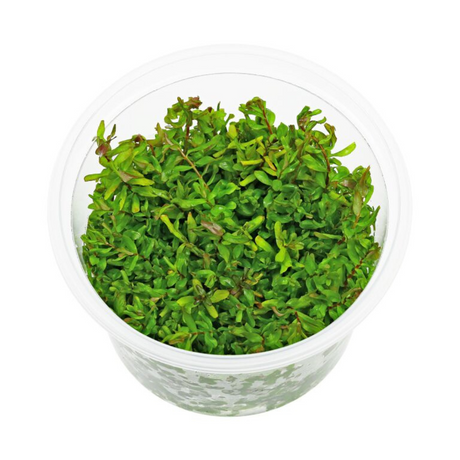 ADA IC038  Rotala Macrandra Green | TC Live Plant