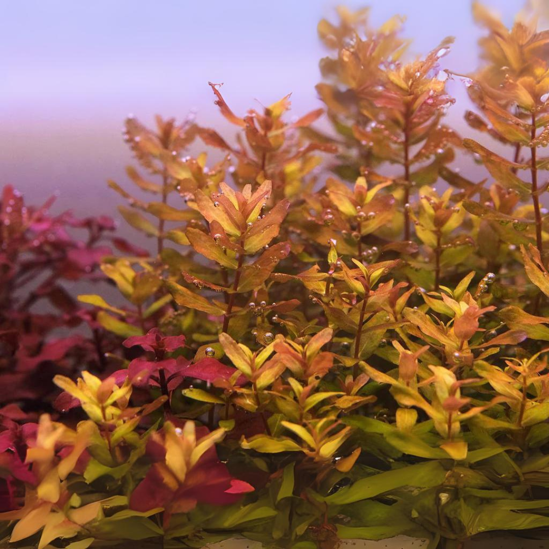 ADA IC038  Rotala Macrandra Green | TC Live Plant