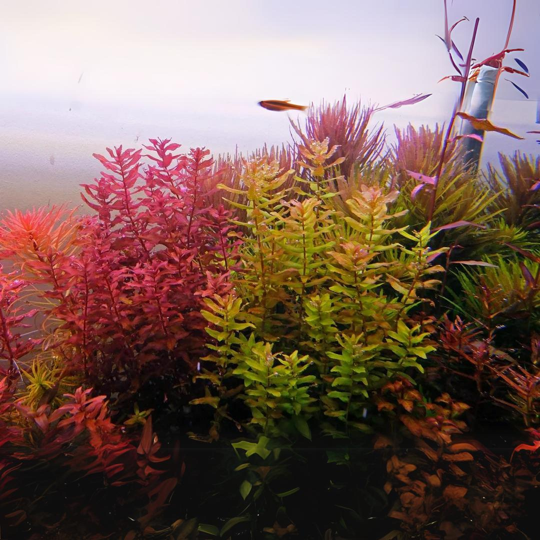 ADA IC038  Rotala Macrandra Green | TC Live Plant