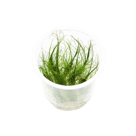 ADA IC041 Eleocharis Vivipara | TC Live Plant