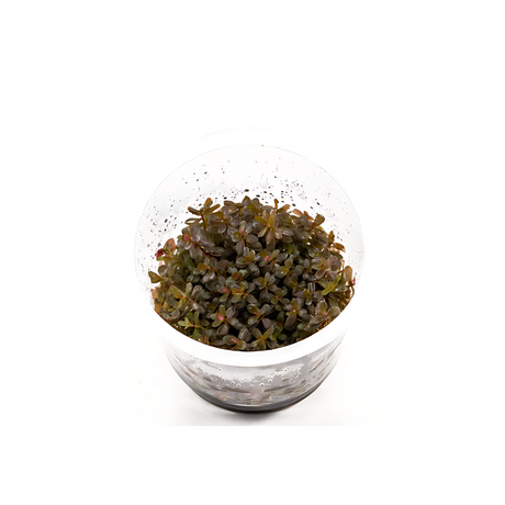 ADA IC043 Rotala Rotundifolia Hra | TC Live Plant