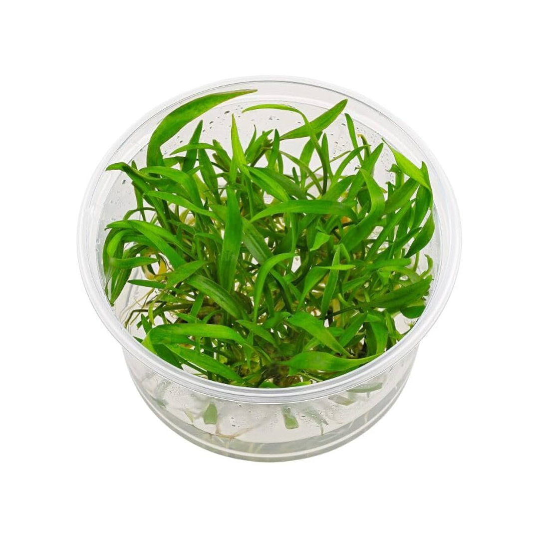 Sreepadma D72 Cryptocoryne Lucens | TC Live Plant