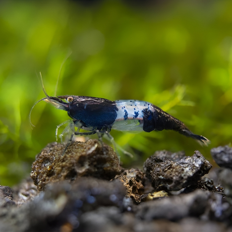 Shrimp Carbon Rili | Single