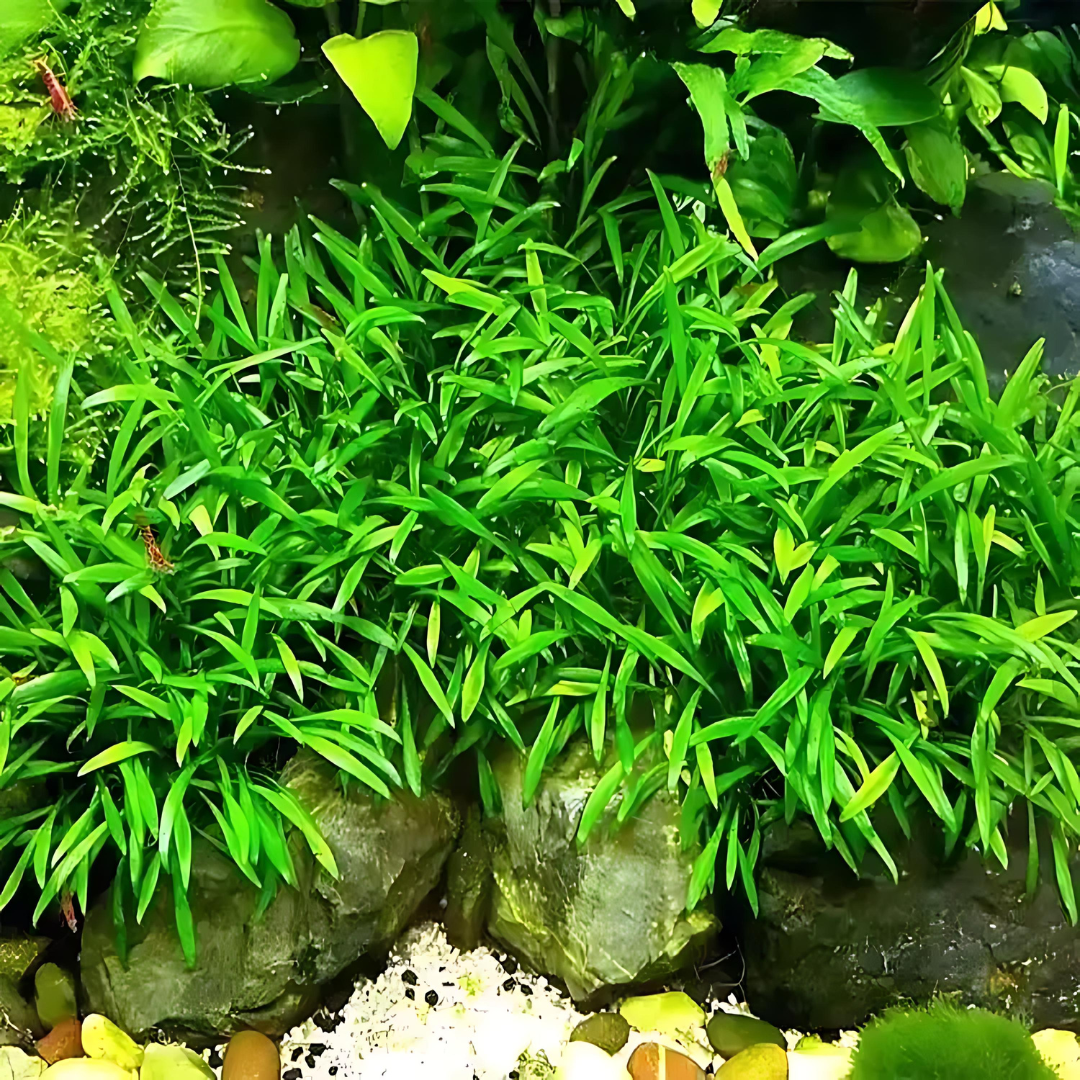 Sreepadma D57 Cryptocoryne Parva | TC Live Plant