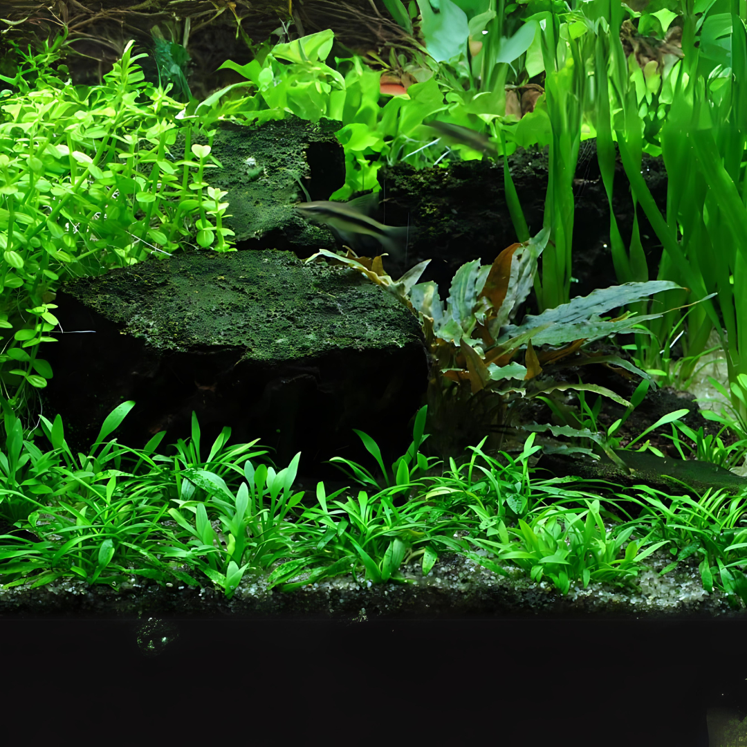 Sreepadma D57 Cryptocoryne Parva | TC Live Plant