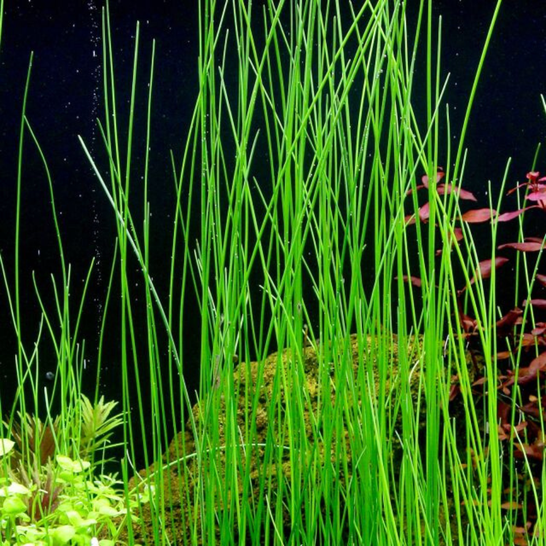 Sreepadma D74  Eleocharis Montevidensis | TC Live Plant