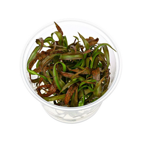 ADA IC195 Cryptocoryne Spiralis Red | TC Live Plant