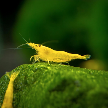 Shrimp Golden Back Adult