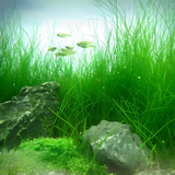 Sreepadma A53 Eleocharis acicularis | TC Live Plant