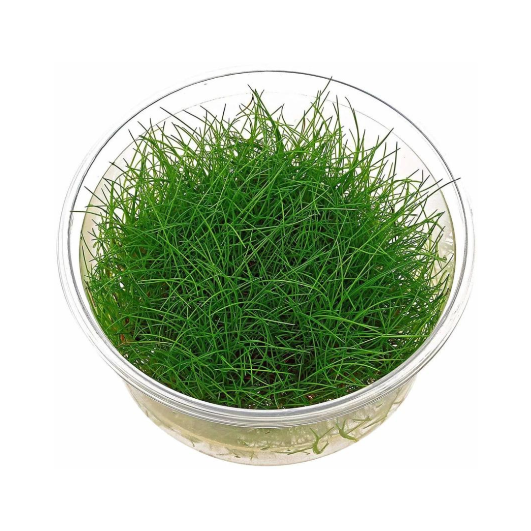 Sreepadma A53 Eleocharis acicularis | TC Live Plant