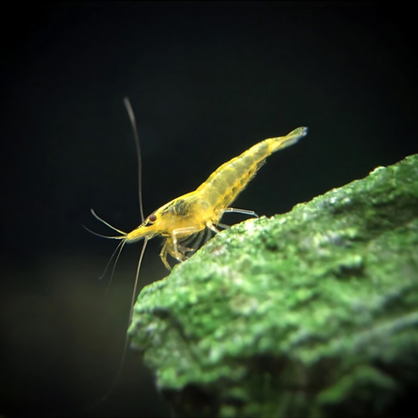 Shrimp Pumpkin Yellow | Single