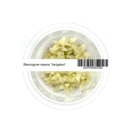 ADA IC324 Staurogyne Repens Varigated | TC Live Plant