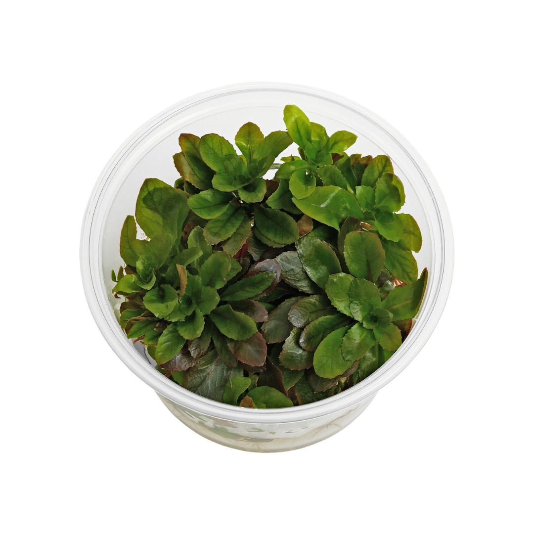 ADA IC368 Ludwigia Sphaerocarpa | TC Live Plant